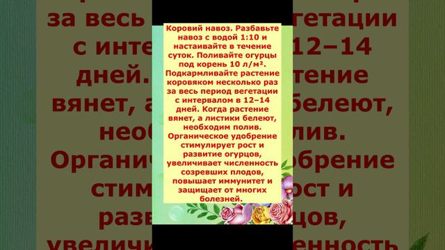 Как вносить Навоз куриный и коровий для Огурцов и не только.