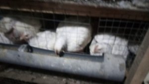 Зоб у бройлера сильно увеличился... есть решение