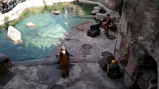Аттракцион кормление морского льва и котиков в Московском зоопарке смотреть онлайн