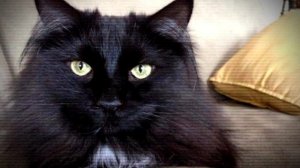 3 самых милых сущностей в закулисье/The Backrooms/