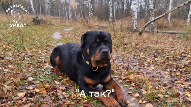 Щенку ротвейлера 9 месяцев. смотреть онлайн