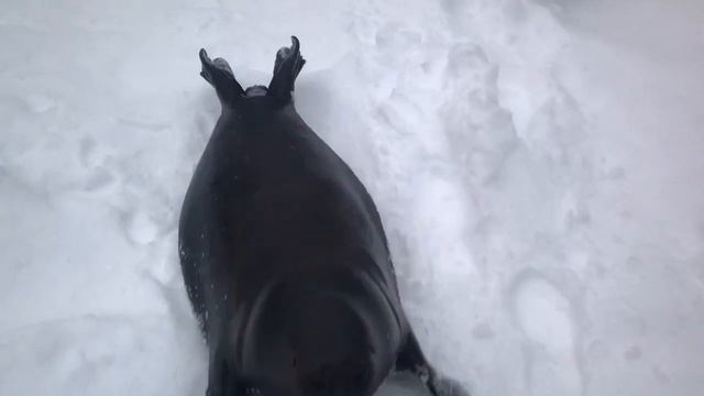 Петербургский фонд защиты балтийское нерпы смотреть онлайн