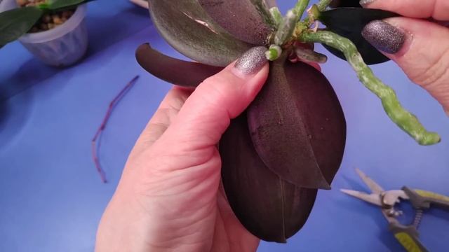 19.01.23.ОРХИДЕЯ Каода Твинкл детка на пеньке..отделяем. смотреть онлайн