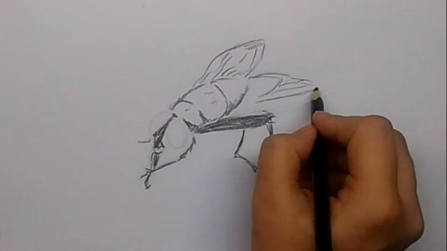 Как нарисовать муху