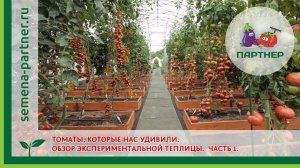 ТОМАТЫ, КОТОРЫЕ НАС УДИВИЛИ. ОБЗОР ЭКСПЕРИМЕНТАЛЬНОЙ ТЕПЛИЦЫ. ЧАСТЬ 1.