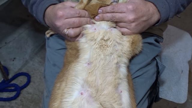 Сколько крольчат одновременно может кормить Бургундская крольчиха смотреть онлайн