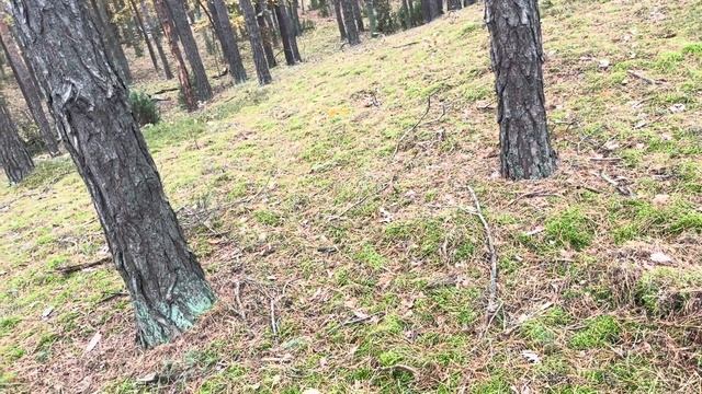 Первый раз с сыном по грибы в лес . Неудачная поездка ! Я удивлена ! Будем выращивать грибы ! смотреть онлайн