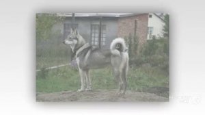 Западносибирская лайка порода собак