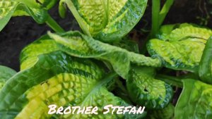 Хоста Brother Stefan как будто вышита бисером в моем саду....#hosta#BrotherStefan#хоста#