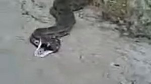 Азербайджанская змея гурза