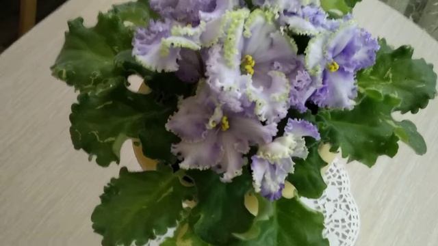 Фиалка РС Старый пруд смотреть онлайн