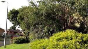 Zifon YT-2000 The Affordable Motorized Remote Control Pan Tilt Head