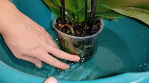 Как НУЖНО поливать орхидеи!  Все просто!