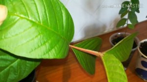 Гуава грушевидная