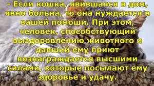 Почему кошки приходят в чужой дом. Причины и приметы.