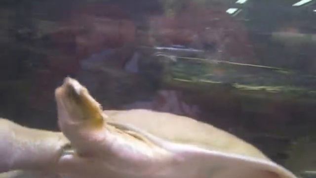 Екатеринбург. Зоопарк. смотреть онлайн