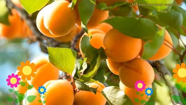 Абрикос обыкновенный. Краткий обзор, описание характеристик prunus armeniaca консервный поздний смотреть онлайн