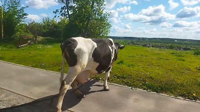 Первый раз всегда трудный. Вывела коров на луг. Утро. 16 мая. смотреть онлайн