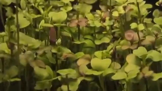 как растет редис)