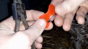 Охотничий фазан//Как бороться с расклевом у фазанов//Как одеть очки на фазанов