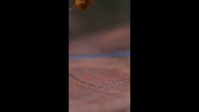 Взлёт божьей коровки - замедленная съемка начала полёта смотреть онлайн
