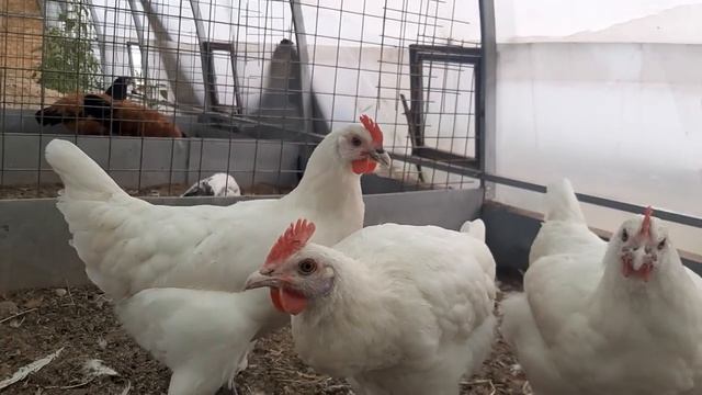 ?МОИ БРЕСС ГАЛЬСКИЕ СНЕСЛИ ПЕРВОЕ ЯЙЦО ?УРА? смотреть онлайн