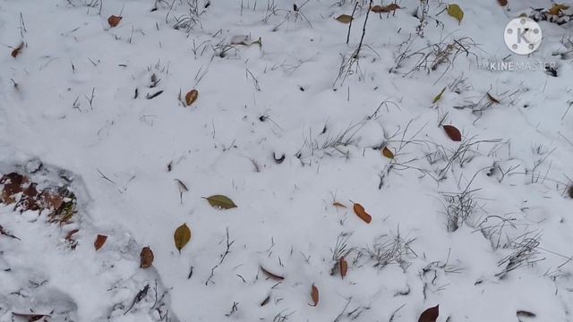 ВЫПАЛ ПЕРВЫЙ СНЕГ. смотреть онлайн