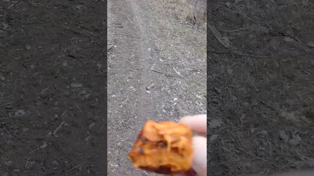молодильные-райские яблочки!