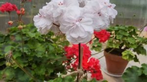 #554.Воскресный обзор цветущих пеларгоний!