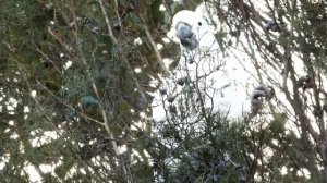 (filmed with Fujifilm HS30 EXR) Cockatoo eating nuts from a tree. Sydney - Australia