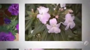 Цветы Бальзамин (Impatiens flower)