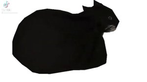 Кот крутится 10 минут