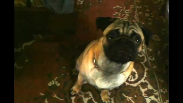 Мопс говорит мама. Взрослый мопс научился говорить мама