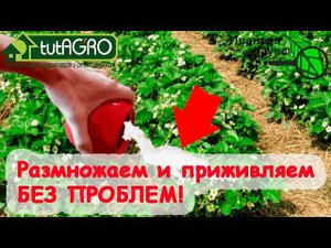 ВСЯ ЗЕМЛЯНИКА ПРИЖИВЕТСЯ ДАЖЕ ПРИ ПОЗДНЕЙ ПОСАДКЕ. КУХОНННОЕ средство приживляет не хуже КОРНЕВИНА!