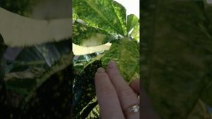 Кротоны (Кодиеумы) Зимовка кротонов в домашних условиях