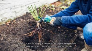 Роза Эльф (Elfe) — описание сорта и его особенности
