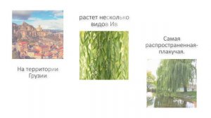 ИВА- презентация [Анна Сопромадзе 2 класс]