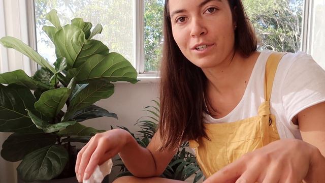 INDOOR PLANT CARE 🌿 Everything you need to know! 🍃