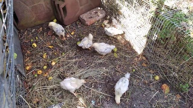 Маленькие цыплята! Бабушкин двор! Домашняя птица!