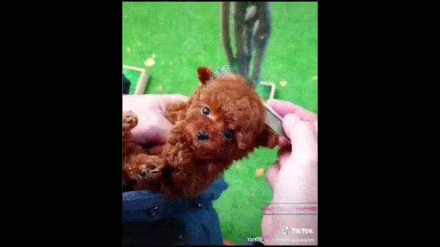 Люди и животные.Ласка и любовь❤️❤️❤️