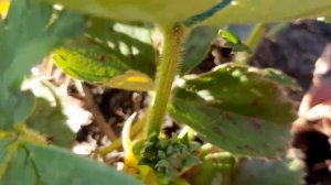 Почему цветы клубники и земляники чернеют в серединке? Причины и решение. Что делать с этими цветам