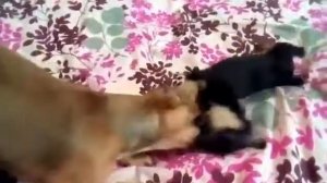 Той терьер ася играет с малышом /  The toy terrier plays with the baby