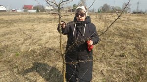Формировка разреженно-ярусной кроны на дереве,которое никогда не обрезалось.