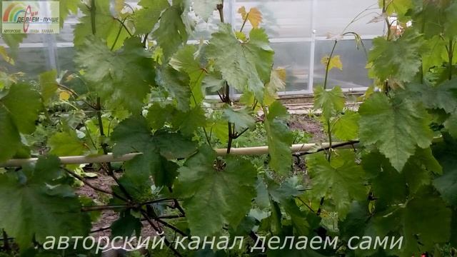 Чем обрабатывать виноград от болезней и вредителей летом.Болезни винограда и чем лечить их.