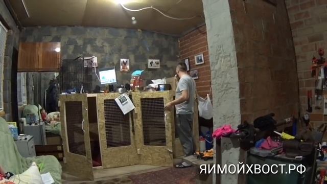 Кормим собак, определяем количество корма, выдержка. Луна день 14. смотреть онлайн