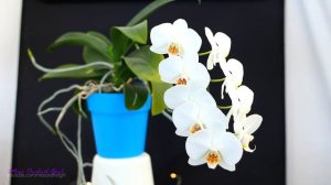 How to rebloom Phalaenopsis Orchids - Winter & Summer bloomers