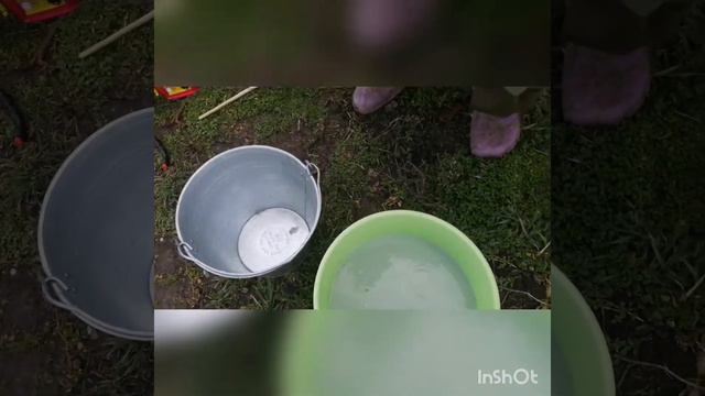 Обработка малиныежевикиголубики и других растений от грибкапарши ржавчиныпятнистости.