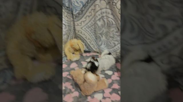 биро и блюберри голубоглазый 2 месяца смотреть онлайн