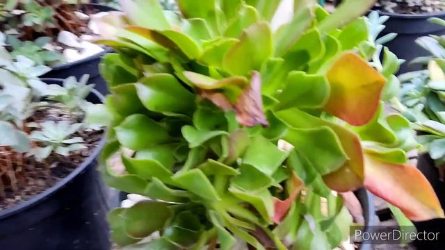 6 SUCULENTAS que deram trabalho, Atualização... смотреть онлайн