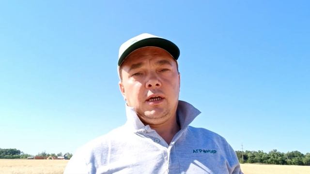 Обзор посевов яровой твердой пшеницы Самарская область СЕВ 07 смотреть онлайн